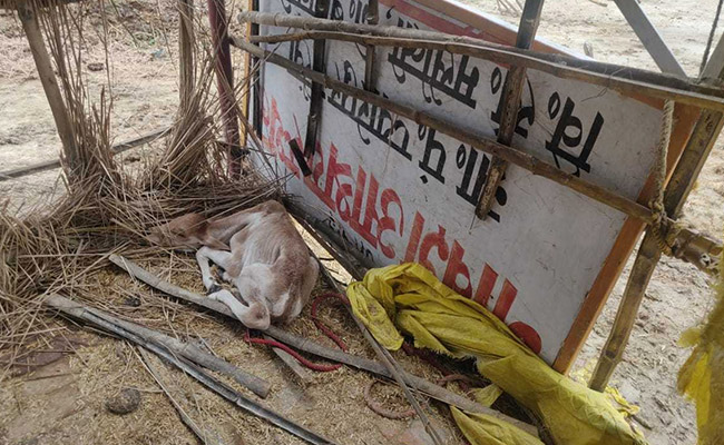 Despite Rs 600-Crore Budget, Cattle Deaths Cast Shadow Over UP Shelters