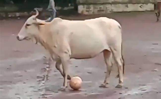 "Even Messi Can't...": Cow Leaves Twitter Impressed With Football Skills