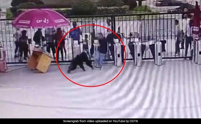 चिड़िया घर से भागा चिंपांजी, बीच में आया कर्मचारी तो उछलकर मारी लात, देखें VIDEO