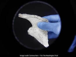 Explainer: क्या होता है डीएनए टेस्ट, कितने समय में आती है रिपोर्ट, जानें DNA से जुड़े 12 अहम सवालों के जवाब और Facts Explainer: क्या होता है डीएनए टेस्ट, कितने समय में आती है रिपोर्ट, जानें DNA से जुड़े 12 अहम सवालों के जवाब और Facts