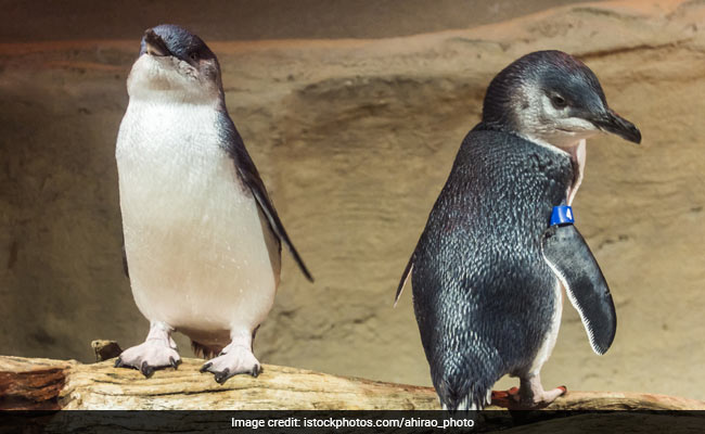 Penguins Break Into Sushi Stall, 'Detained' By Police