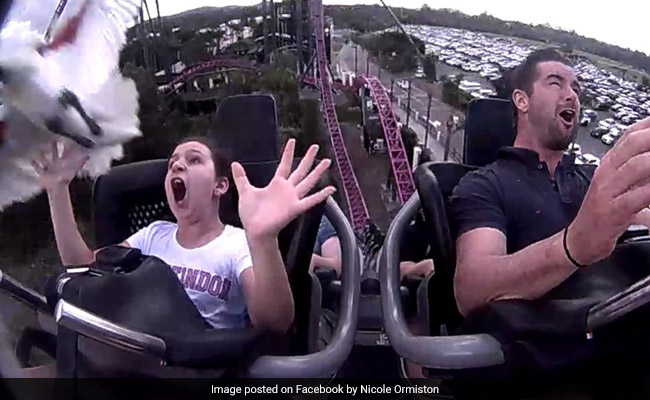 In Dramatic Video, Girl On Rollercoaster Gets Hit On The Head By Bird