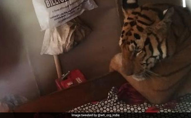 गुफा में भरा पानी तो घर में बेड पर आराम फरमाता दिखा बाघ, देखते ही चीख पड़े लोग