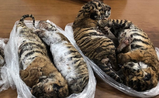 7 Frozen Tiger Carcasses Seized From A Car In Vietnam