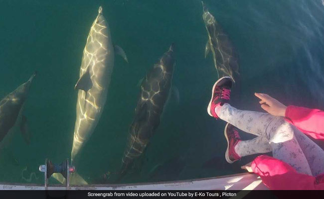 Rare White Dolphin Spotted In New Zealand. Watch Video