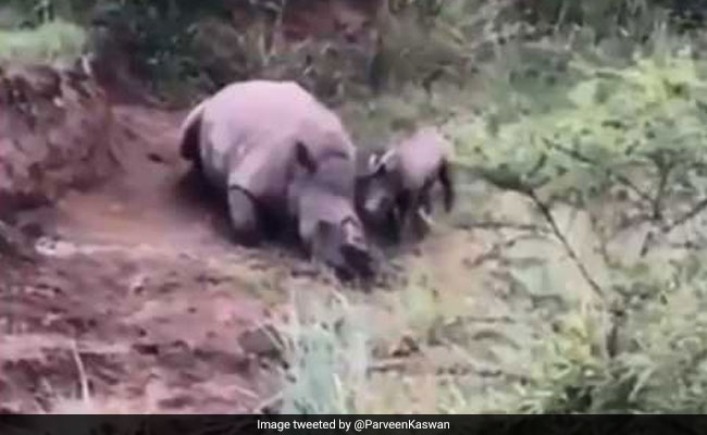 Baby Rhino Filmed Trying To Wake Its Dead Mother In Heartbreaking Video