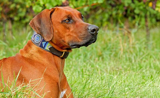 7 Dog Collars Your Furry Friend Will Appreciate