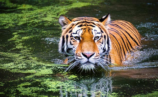 Tiger Attack Kills Villager, 59, In North Malaysian Town
