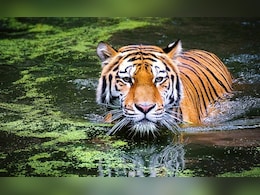Tiger Scare Grips Kerala Village, Farmers Protest With Dead Cow Carcasses Tiger Scare Grips Kerala Village, Farmers Protest With Dead Cow Carcasses