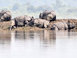 Assam To Burn 2,479 Rhino Horns On Wednesday To Bust Myths, Stop Poaching Assam To Burn 2,479 Rhino Horns On Wednesday To Bust Myths, Stop Poaching