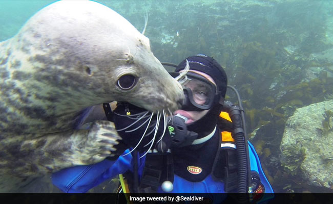 Playful Seal 'Shakes Hands' With Diver, Social Media Goes Aww...