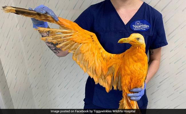'Exotic' Orange Bird Turns Out To Be Seagull Covered In Curry