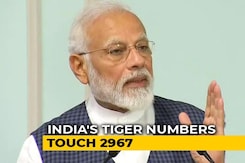 "With Around 3,000 Tigers, India One Of The Safest Habitats In World": PM Modi "With Around 3,000 Tigers, India One Of The Safest Habitats In World": PM Modi