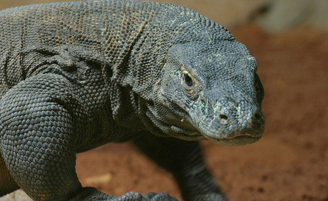 "Awesome Animal": Genome Study Finds Roots Of Komodo Dragon's Endurance