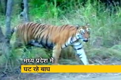 कभी बाघों की संख्या में अव्वल रहा मध्य प्रदेश अब क्यों पिछड़ रहा है? कभी बाघों की संख्या में अव्वल रहा मध्य प्रदेश अब क्यों पिछड़ रहा है?
