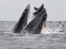 जब व्हेल के शिकंजे में आया ये समुद्री जानवर, फिर क्या हुआ... दुर्लभ फोटो हुई वायरल जब व्हेल के शिकंजे में आया ये समुद्री जानवर, फिर क्या हुआ... दुर्लभ फोटो हुई वायरल