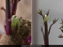 इंसान जैसे चेहरे में दिखी मकड़ी, डर रहे हैं लोग, बोले- 'आ गया Spiderman' देखें VIDEO इंसान जैसे चेहरे में दिखी मकड़ी, डर रहे हैं लोग, बोले- 'आ गया Spiderman' देखें VIDEO