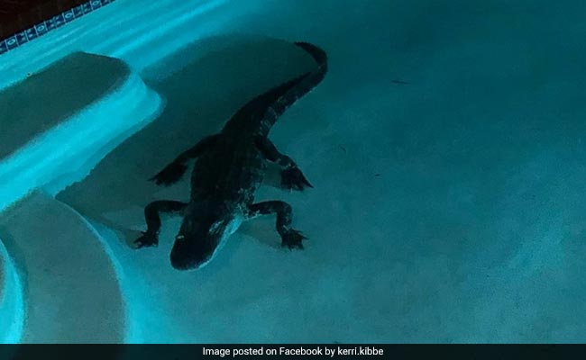 Woman Wakes Up To Find 7-Foot Alligator In Her Swimming Pool