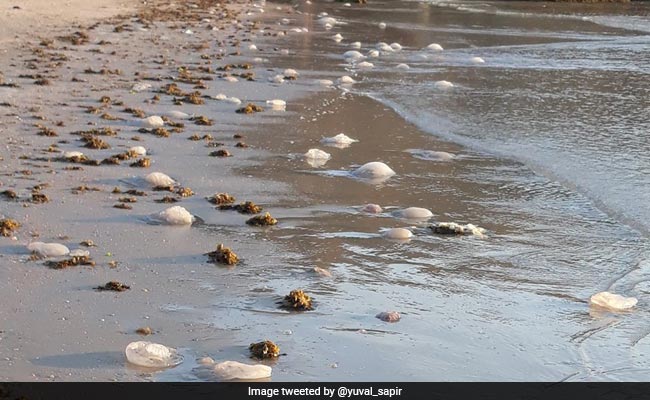 Millions Of Jellyfish Headed To Israel's Coast, Lifeguards Warn Swimmers