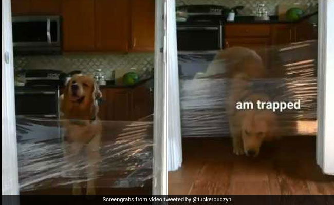 The #InvisibleChallenge To Prank Dogs Is The Most Adorable Trend Ever