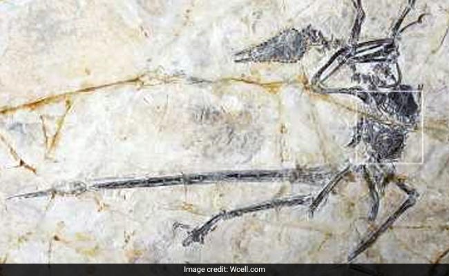 New Species Of Lizard Found In Stomach Of Dinosaur