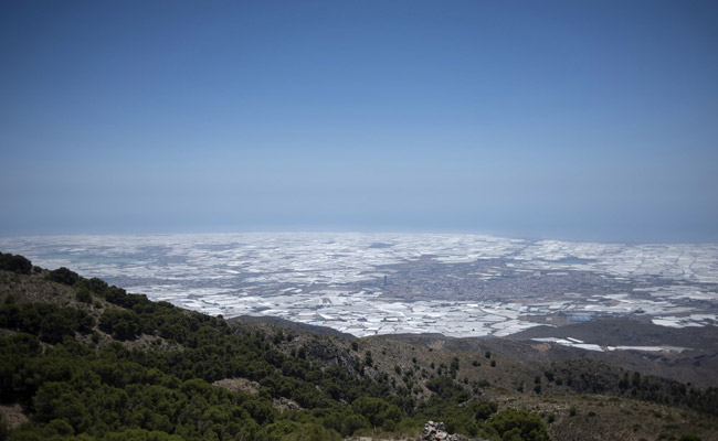 How Trillions Of Insects Replaced Pesticides In Spain's 'Sea Of Plastic'