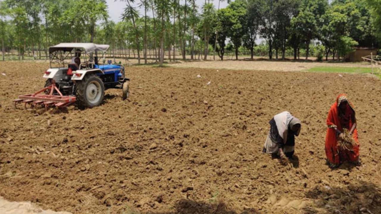 Punjab Paddy Yields At Risk Amid 28% Rain Deficit, Rise In Cultivation Costs
