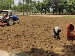 Punjab Paddy Yields At Risk Amid 28% Rain Deficit, Rise In Cultivation Costs