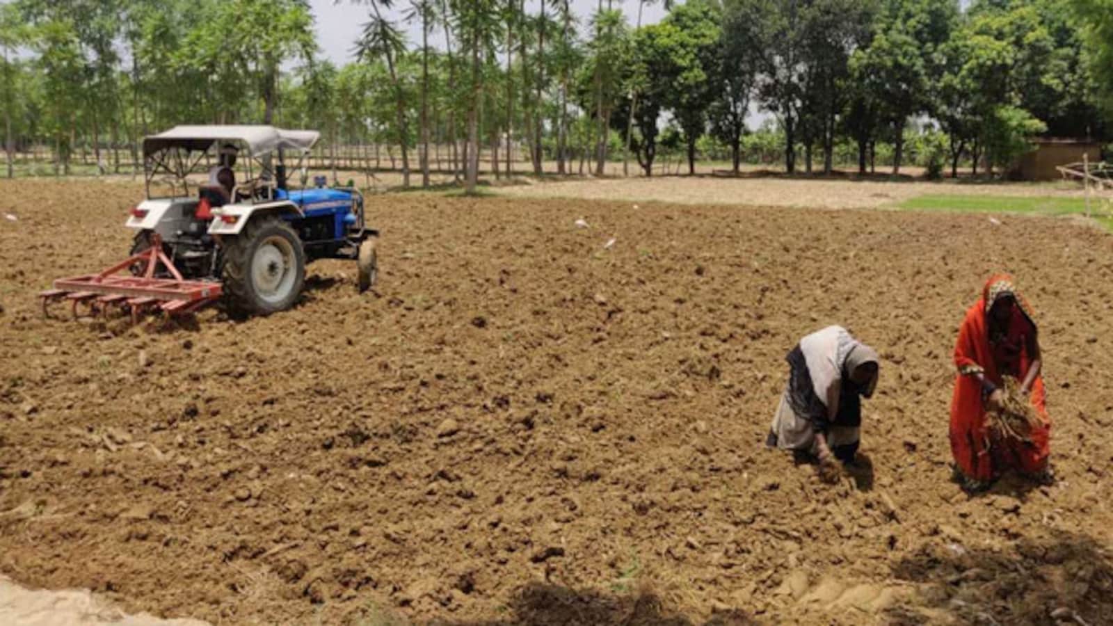 Punjab Faces Below-Normal Monsoon and Rising Costs Impacting Paddy Cultivation