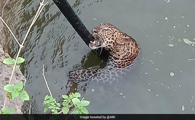 Watch: Leopard Rescued After He Falls Into Well In Pune District