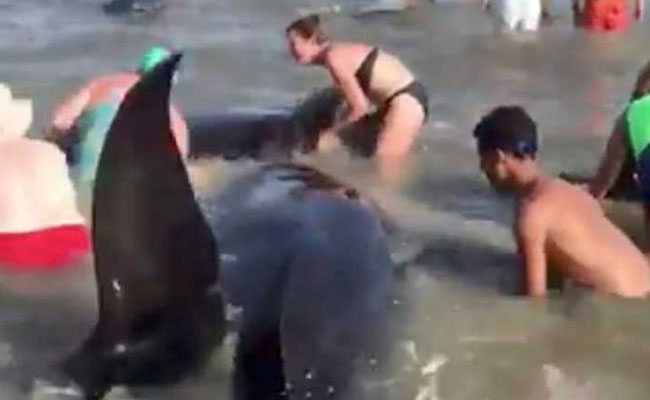 Watch: Beachgoers Help Save Pod Of Pilot Whales On US East Coast