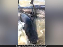 समुद्र किनारे लोग कर रहे थे मस्ती, उसी वक्त आ गई 20 व्हेल, Video में देखिए आगे क्या हुआ समुद्र किनारे लोग कर रहे थे मस्ती, उसी वक्त आ गई 20 व्हेल, Video में देखिए आगे क्या हुआ