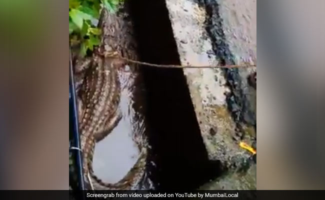 8-Foot-Long Crocodile Emerges Out Of Roadside Drain In Maharashtra