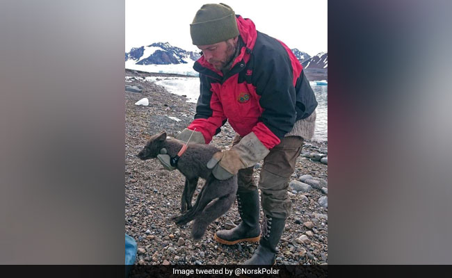 Scientists Track Arctic Fox That Walked 4,000 Km From Norway To Canada