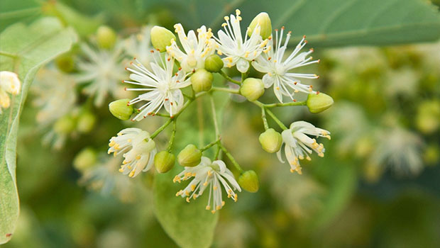 Coronavirus: मंदिरों के बंद होने से फूलों की खेती करने वालों को हो रहा भारी नुकसान