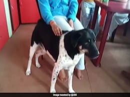 तेंदुए ने किया लड़की पर Attack, कुत्ते ने जान पर खेलकर बचाई जान, बोली- 'पोछा लगा रही थी तभी...' तेंदुए ने किया लड़की पर Attack, कुत्ते ने जान पर खेलकर बचाई जान, बोली- 'पोछा लगा रही थी तभी...'