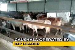 A Dozen Cows Found Dead Near BJP Worker's 'Gaushala' In Madhya Pradesh A Dozen Cows Found Dead Near BJP Worker's 'Gaushala' In Madhya Pradesh
