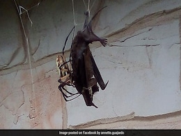 Huge Spider Catches, Eats Bat In Web. Pics Might Make Your Skin Crawl Huge Spider Catches, Eats Bat In Web. Pics Might Make Your Skin Crawl
