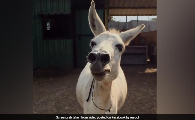 Pune's Singing Donkey Becomes An Internet Sensation. Watch