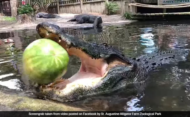 Alligator Smashes Watermelon In A Single Bite. Watch Incredible Video