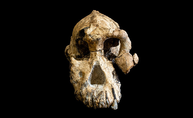 "First Of Its Kind" Fossil Shows Humans, Dogs Lived In Central America In 10,000 BC