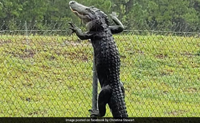 Horrifying Video Shows Alligator Climbing Fence At Military Base