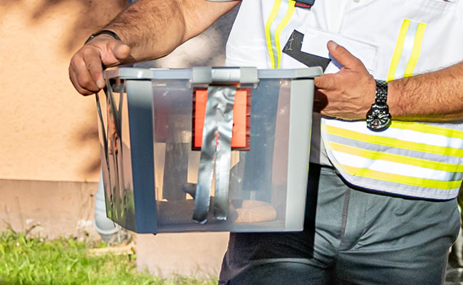 3-Foot Cobra Escapes From Owner In Germany, Caught After 5 Days