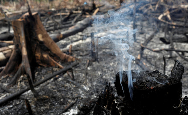 The Amazon Is In Flames. But Brazil's Past Can Show The Path Forward.