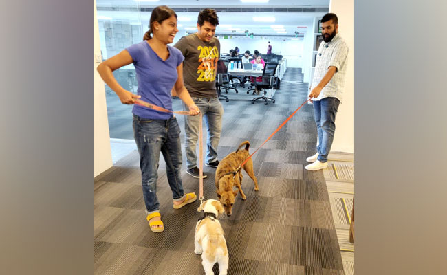 Cats, Dogs And Techies On Office Floor Are Usual Sight At Chennai Startup