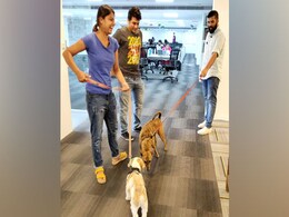 Cats, Dogs And Techies On Office Floor Are Usual Sight At Chennai Startup Cats, Dogs And Techies On Office Floor Are Usual Sight At Chennai Startup