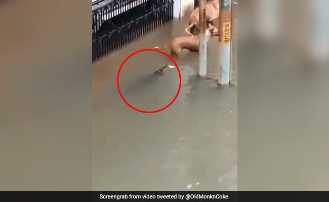 In Flood-Hit Vadodara, Crocodile Sneaks Up Behind Dog On Street. Watch