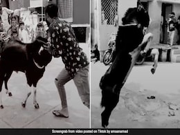 Bakrid 2019: बकरे का बदला... लड़के ने पीटा तो खड़े होकर किया Attack, देखें VIDEO Bakrid 2019: बकरे का बदला... लड़के ने पीटा तो खड़े होकर किया Attack, देखें VIDEO