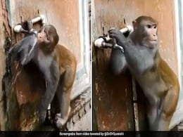 बंदर ने नल खोलकर पिया पानी और फिर किया ऐसा काम... वायरल हुआ VIDEO बंदर ने नल खोलकर पिया पानी और फिर किया ऐसा काम... वायरल हुआ VIDEO