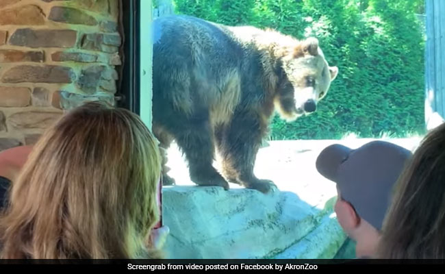 Zoo में बच्चों को देखते ही 'डांस' करने लगा Bear, वायरल हुआ VIDEO